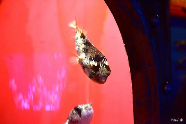 北京河豚先生卓展餐饮工程