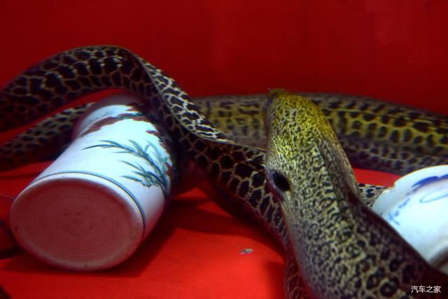 北京河豚先生卓展餐饮工程