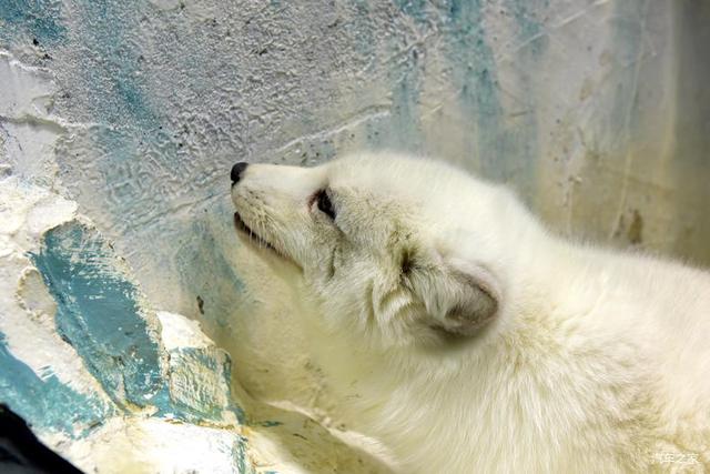 北京河豚先生卓展餐饮工程