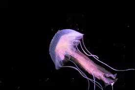 地球上最早的生物是它，难怪我们的结构和它如此接近！