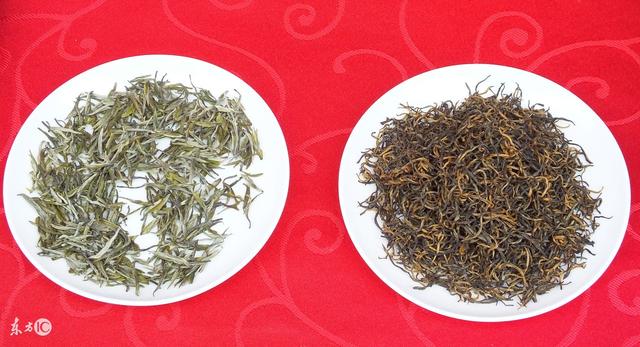 九龙营养课堂：白茶怎么选？富含高氨基酸？安吉和福鼎白茶区别？