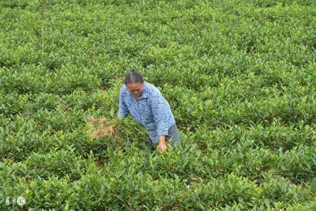 九龙营养课堂：白茶怎么选？富含高氨基酸？安吉和福鼎白茶区别？