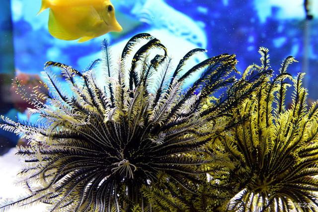 北京河豚先生卓展餐饮工程