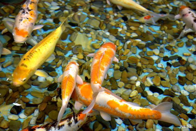 北京河豚先生卓展餐饮工程