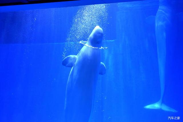 北京河豚先生卓展餐饮工程