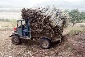 老古董广西都安牌拖拉机在农村非常实用，有一台一天五六百没问题视频封面