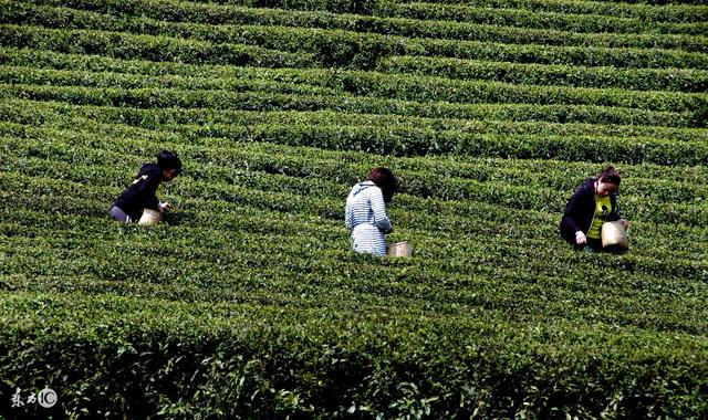 九龙营养课堂：白茶怎么选？富含高氨基酸？安吉和福鼎白茶区别？