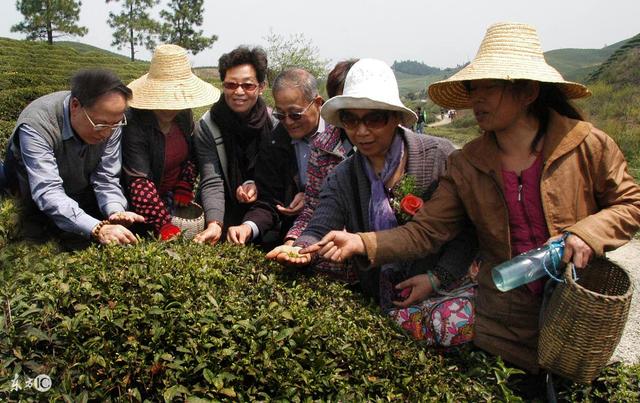 九龙营养课堂：白茶怎么选？富含高氨基酸？安吉和福鼎白茶区别？