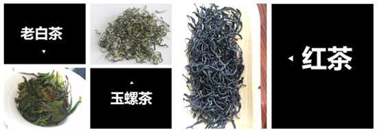 九龙营养课堂：白茶怎么选？富含高氨基酸？安吉和福鼎白茶区别？