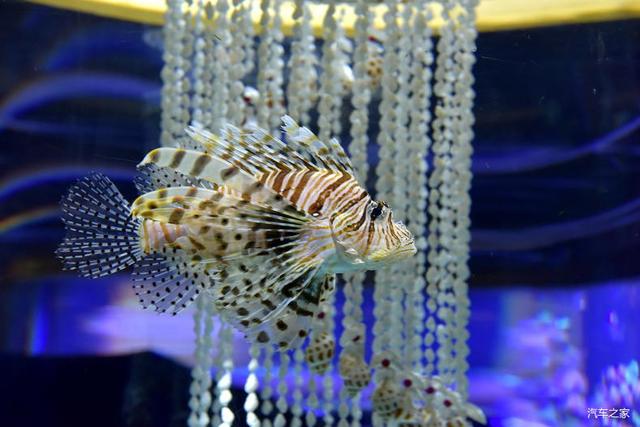 北京河豚先生卓展餐饮工程