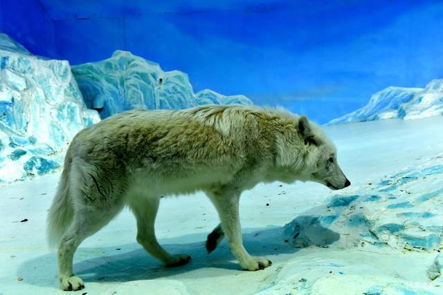 北京河豚先生卓展餐饮工程