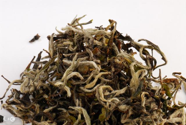 九龙营养课堂：白茶怎么选？富含高氨基酸？安吉和福鼎白茶区别？