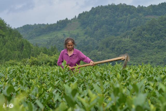 九龙营养课堂：白茶怎么选？富含高氨基酸？安吉和福鼎白茶区别？