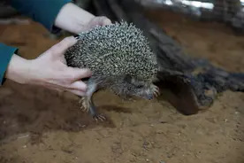 [9]（外代二线）超重的刺猬图片