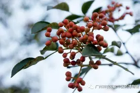 用好花椒、胡椒这些调料，厨房也能养生图片