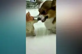 有一个短腿女朋友的好处，吵架分分钟驯服她！0