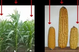 DH单倍体（DH）技术