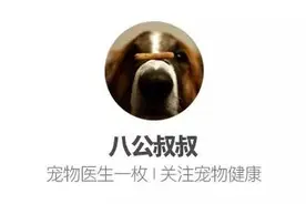 带狗狗去西藏是怎样的体验？图片