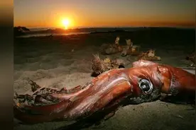 传说中的巨型海怪，是可能存在的