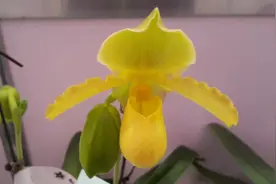 拖鞋兰花，又名仙女花，这是一种相当珍贵的花，它的花语代表稀有视频封面