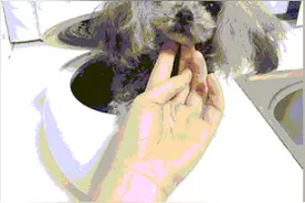 狗狗剖腹产命断手术台 宠物医疗纠纷该如何解决？图片