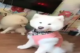 萨摩耶的毛被主人剃了，这差点看成其他狗子？