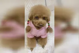 主人不理狗狗的反应是怎么样的视频封面