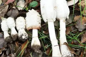沿山河边有人挖蘑菇 真能吃吗？ 它是野生鸡腿菇 与酒同食会中毒图片