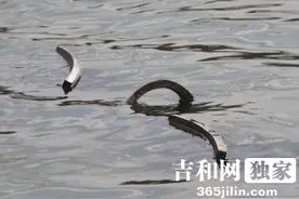 长春伊通河现百米长“笼网阵” 木棍系上胶皮做标记图片