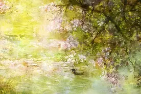 花开花落，云卷云舒图片