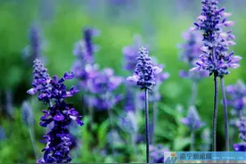 南宁百亩薰衣草开园 上演紫色浪漫图片