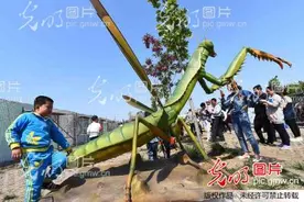 山东潍坊：仿真动物昆虫展 妙趣横生引眼球图片