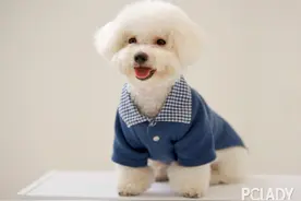 可爱的比熊犬 你知道如何训练比熊犬吗图片