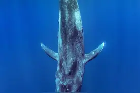 摄影师潜水遇蓝鲸 为寻找拍摄角度水下作业40小时图片