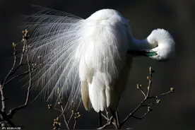 辽宁丹东：白鹭翔集引人拍照，动作舒展似“体操运动员”图片
