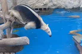 日食蚁兽偷鸭子饲料失足跌入水中令人捧腹图片