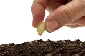 农技 | 假种子太猖狂，记住这招教做人！图片