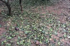 这六个原因会造成近期柑桔黄叶甚至落叶，参照专家的方案快速补救！图片