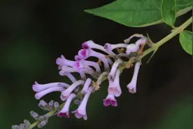 密蒙花泡水喝的禁忌图片