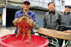老农抱回一只大乌龟 有人出万元他不卖图片