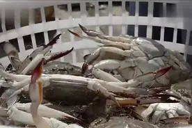 舌尖上的中国：海上生活的渔民，这样地体验生活，你不一定能坚持视频封面