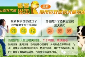 边牧伴侣犬训练调教狗狗叫不回来改怎么办？图片