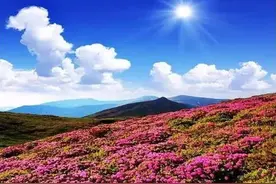 浙江最全杜鹃花海观赏地图 五一约吗？图片