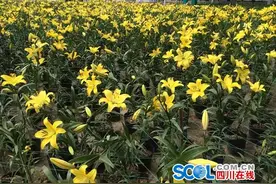 五一小长假绵阳人民公园一大波百合花来袭图片