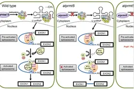 PNAS:中科院遗传所曹晓风研究组发表拟南芥精氨酸甲基转移酶的功能研究进展图片