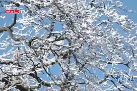 火炉重庆下雪了！银装素裹分外娆娆