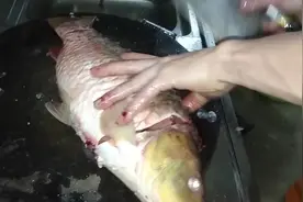 鲤鱼有毒？小编教你如果将鲤鱼筋抽掉，这样做法健康又养生视频封面