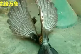 有看过真正的凤凰吗？看看这到底是什么动物？保证让你大吃一惊视频封面