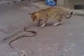 动物视频：猫蛇斗！不得不佩服猫的反映速度，完胜！视频封面