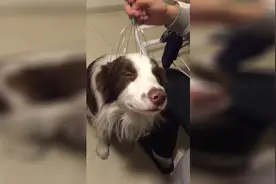 狗狗用头部按摩器，爽翻啦！视频封面